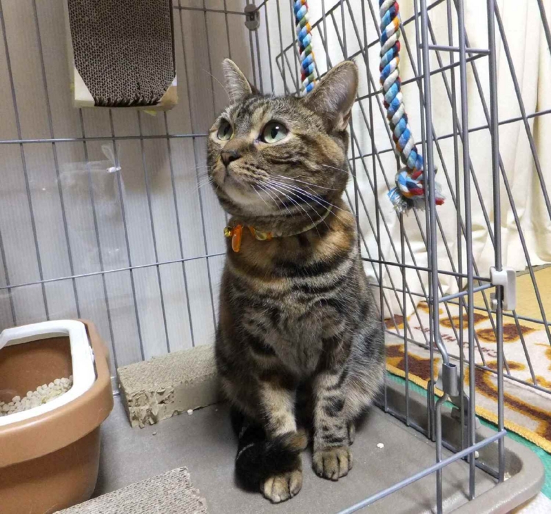 f:id:A-chi:20120512010951j:image:w360