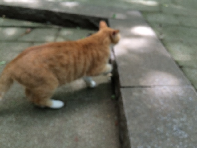 f:id:A1riron:20150614010934j:image f:id:A1riron:20150614010934j:image