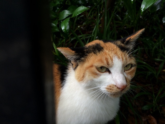 f:id:A1riron:20150627215224j:image f:id:A1riron:20150627215224j:image