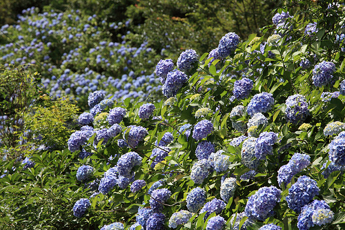 f:id:AJYA:20150701053707j:plain f:id:AJYA:20150701053707j:plain