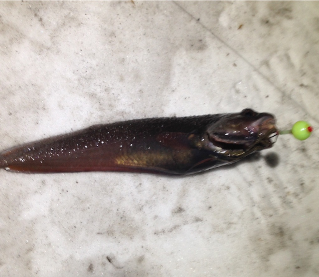 f:id:AKAMIMI:20151229021446j:image