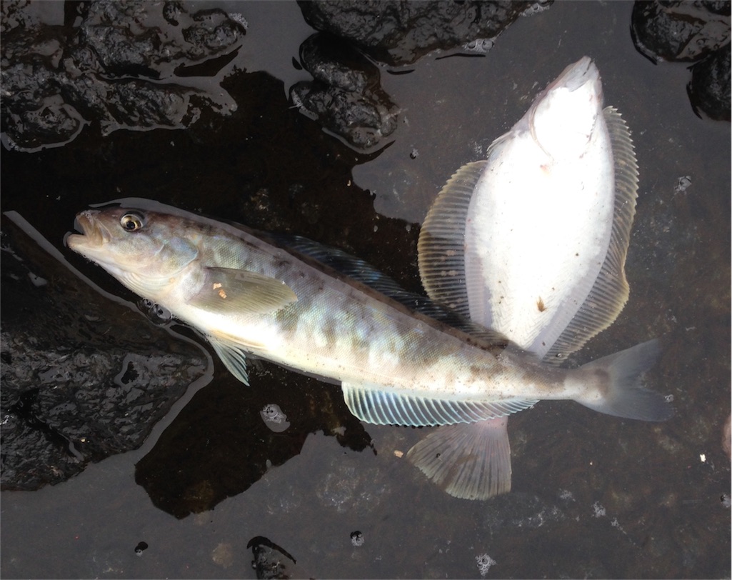 f:id:AKAMIMI:20160223223532j:image f:id:AKAMIMI:20160223223532j:image