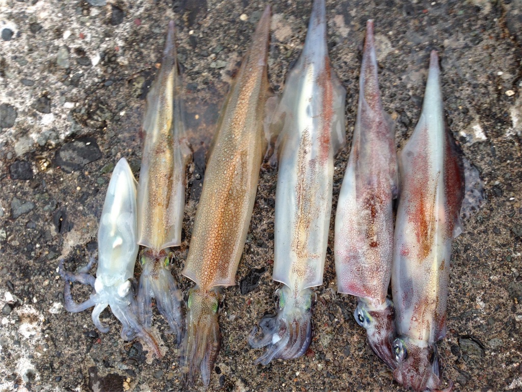 f:id:AKAMIMI:20160508144651j:image f:id:AKAMIMI:20160508144651j:image