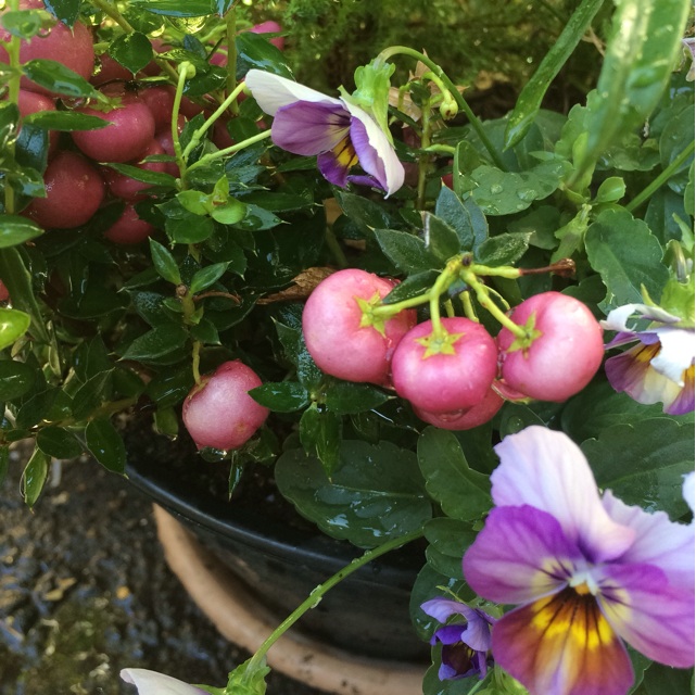 f:id:ASHIASHI:20151029171503j:plain f:id:ASHIASHI:20151029171503j:plain