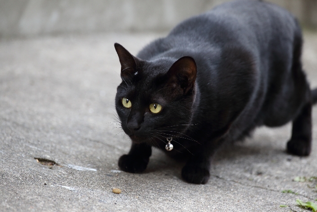 f:id:Ada_bana:20160331163204j:plain