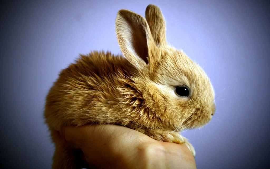 f:id:Ada_bana:20160413144736j:plain f:id:Ada_bana:20160413144736j:plain