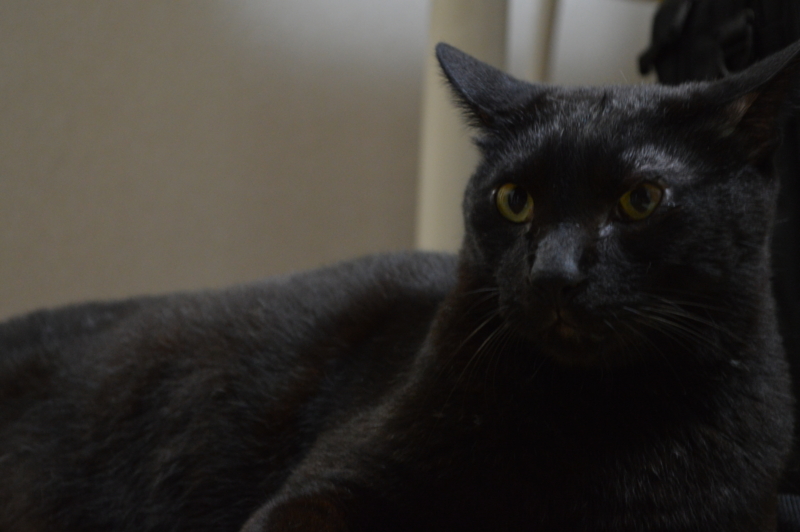 f:id:Akira_0w0:20130802002109j:plain