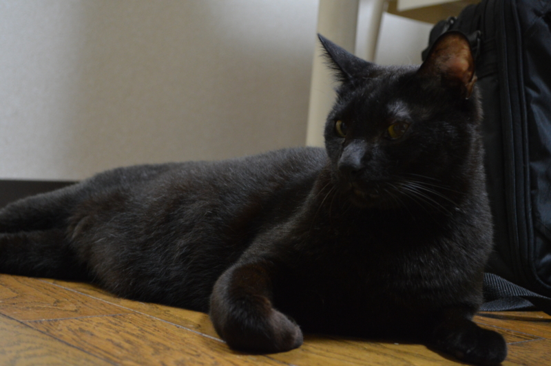 f:id:Akira_0w0:20130802002124j:plain