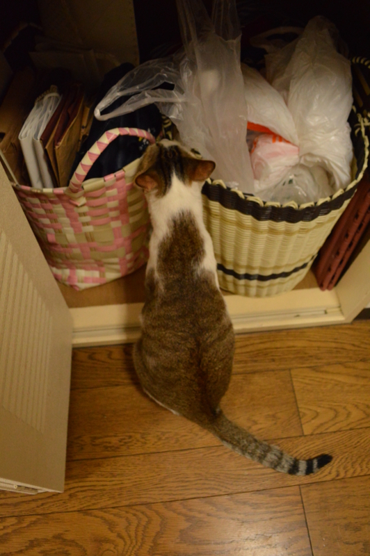 f:id:Akira_0w0:20140202143834j:plain