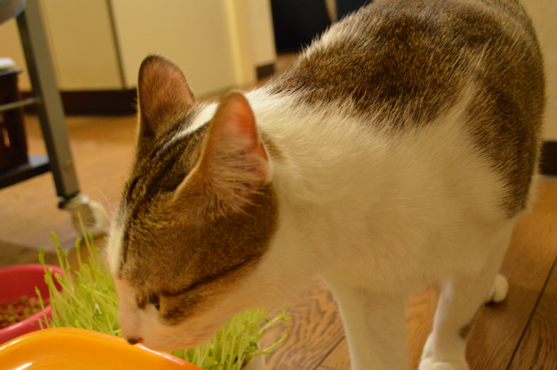 f:id:Akira_0w0:20140202224039j:plain