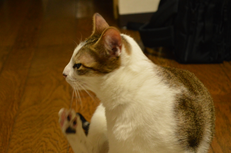 f:id:Akira_0w0:20140208171348j:plain