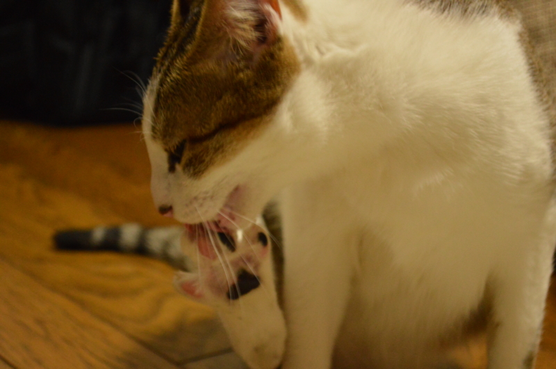 f:id:Akira_0w0:20140208171405j:plain