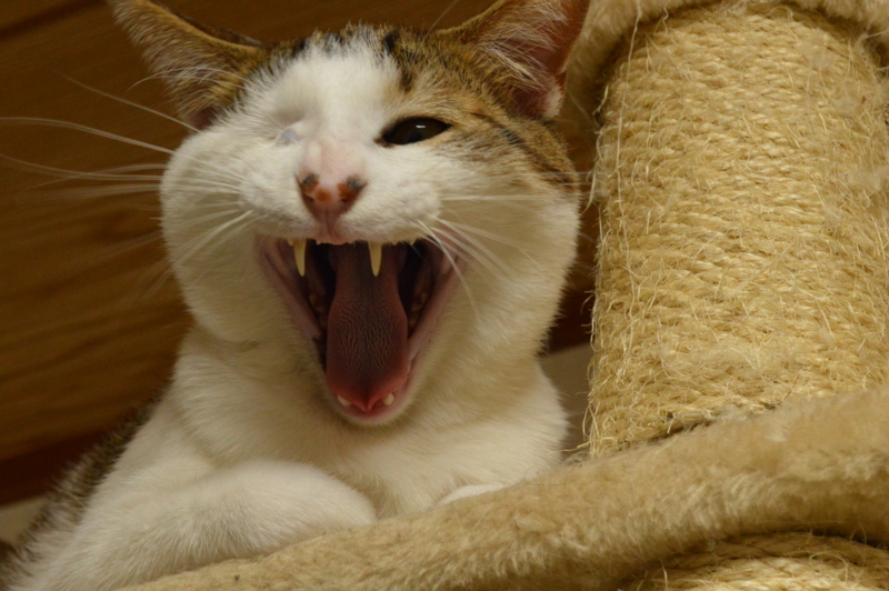 f:id:Akira_0w0:20140209000609j:plain