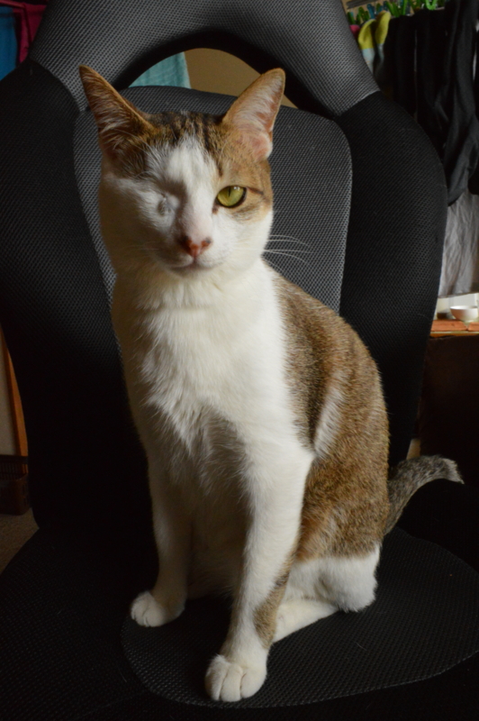 f:id:Akira_0w0:20140209131944j:plain