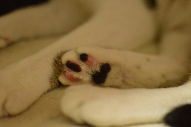 f:id:Akira_0w0:20140422221007j:plain