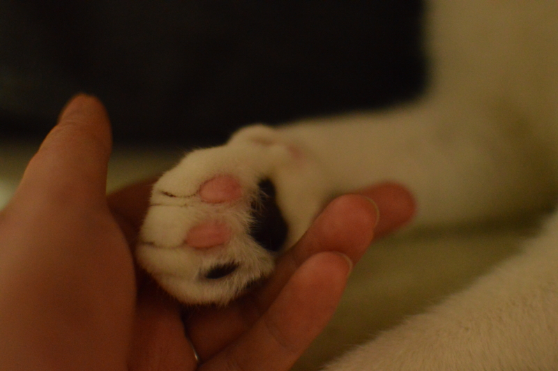 f:id:Akira_0w0:20140422221018j:plain