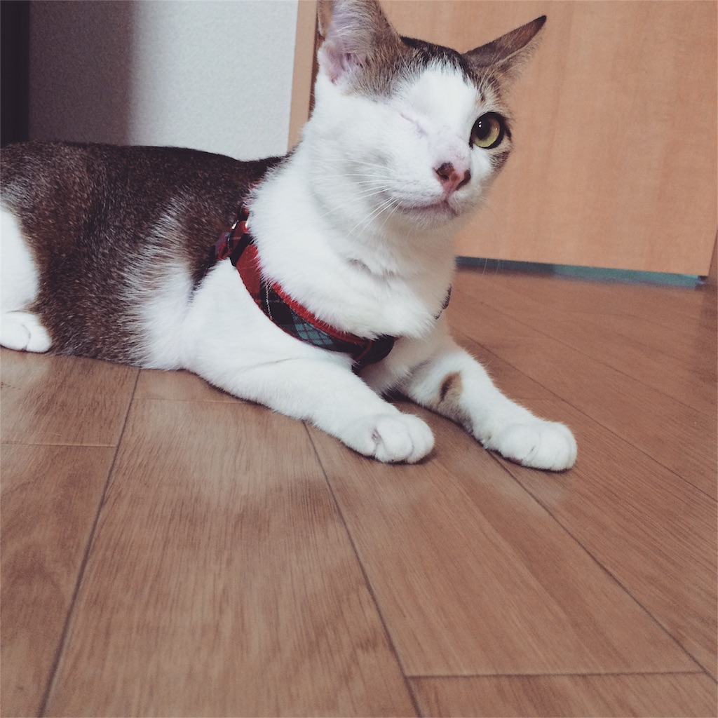 f:id:Akira_0w0:20151028183657j:image f:id:Akira_0w0:20151028183657j:image