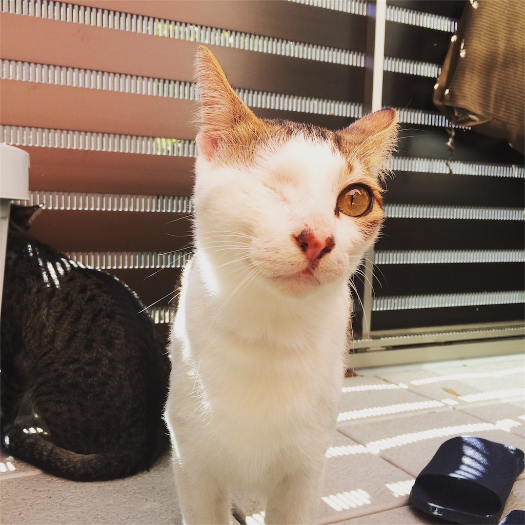 f:id:Akira_0w0:20151104075919j:image f:id:Akira_0w0:20151104075919j:image