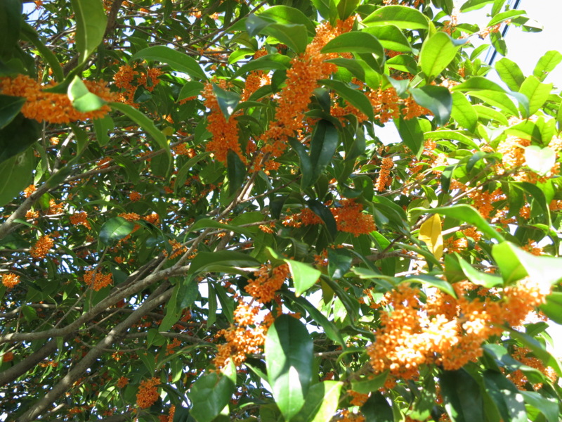 f:id:Akkiesoft:20121021151016j:image:w450