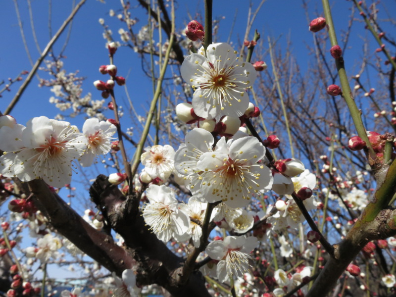f:id:Akkiesoft:20130217134813j:image:w240