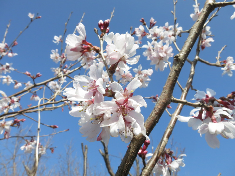 f:id:Akkiesoft:20130316140905j:image:w450