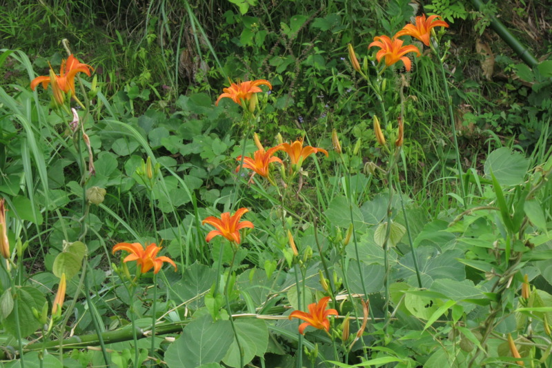 f:id:Akkiesoft:20130721154927j:plain:w450 f:id:Akkiesoft:20130721154927j:plain:w450