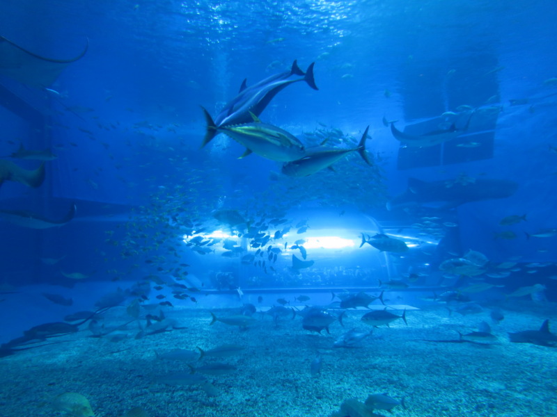 f:id:Akkiesoft:20140524112052j:plain:w280 f:id:Akkiesoft:20140524112052j:plain:w280