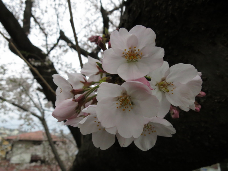 f:id:Akkiesoft:20160402170723j:plain