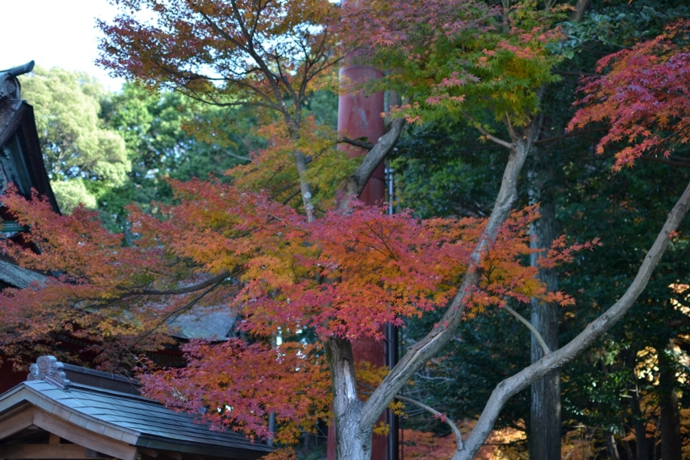 f:id:AliceSheila:20111207020707j:image:w500