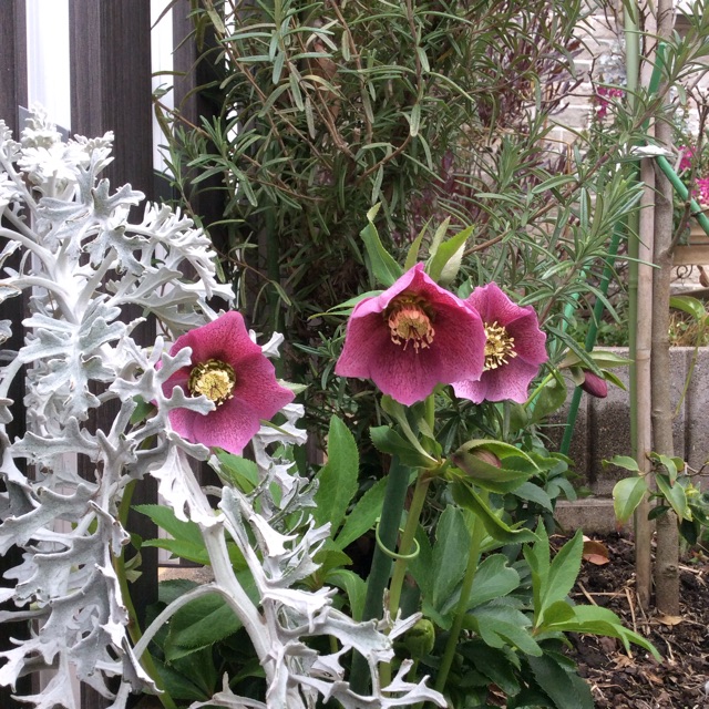 f:id:Appleminto:20150320191610j:plain f:id:Appleminto:20150320191610j:plain