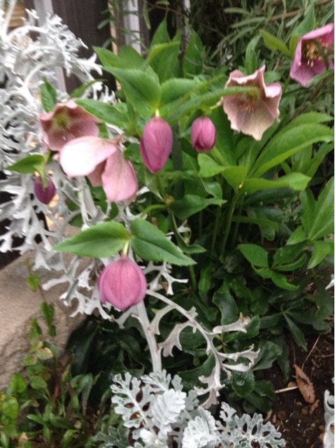 f:id:Appleminto:20150329192452j:plain f:id:Appleminto:20150329192452j:plain