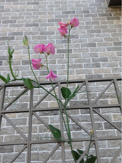 f:id:Appleminto:20150502060532j:image f:id:Appleminto:20150502060532j:image