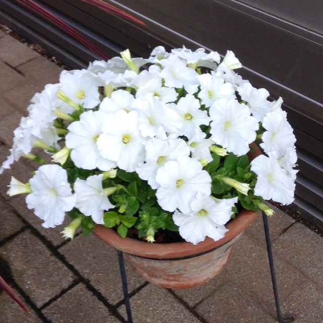 f:id:Appleminto:20150514071218j:image f:id:Appleminto:20150514071218j:image