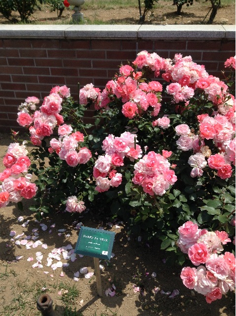 f:id:Appleminto:20150525182722j:image f:id:Appleminto:20150525182722j:image