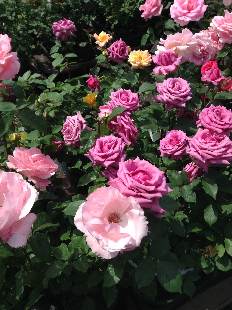 f:id:Appleminto:20150526200225j:image f:id:Appleminto:20150526200225j:image