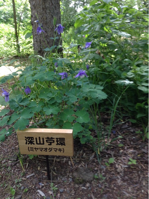f:id:Appleminto:20150602190248j:image f:id:Appleminto:20150602190248j:image