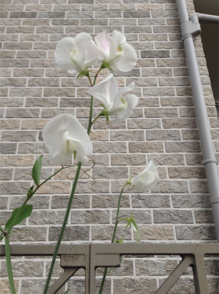 f:id:Appleminto:20160427143939j:image f:id:Appleminto:20160427143939j:image