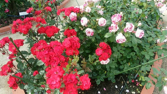 f:id:Aquamarinew:20160511163736j:image f:id:Aquamarinew:20160511163736j:image
