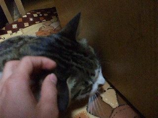 f:id:Arufa:20080301215109j:image