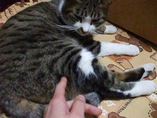 f:id:Arufa:20080301215125j:image