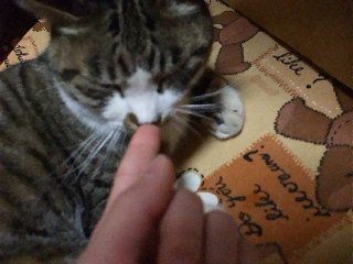 f:id:Arufa:20080301215137j:image