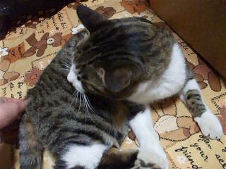 f:id:Arufa:20080301215204j:image