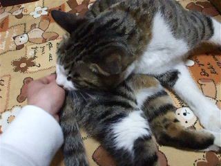 f:id:Arufa:20080301215214j:image