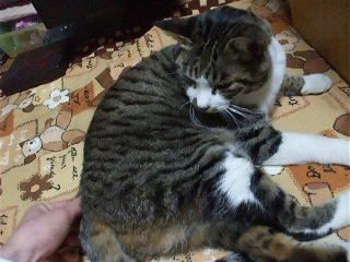 f:id:Arufa:20080301215215j:image