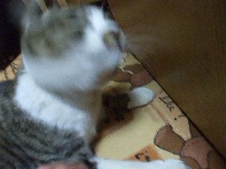 f:id:Arufa:20080301215217j:image