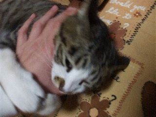 f:id:Arufa:20080301215242j:image