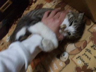 f:id:Arufa:20080301215301j:image