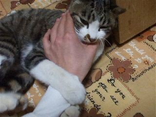 f:id:Arufa:20080301215304j:image