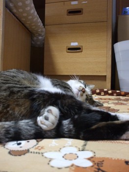 f:id:Arufa:20080301215526j:image