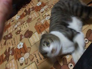 f:id:Arufa:20080301215541j:image